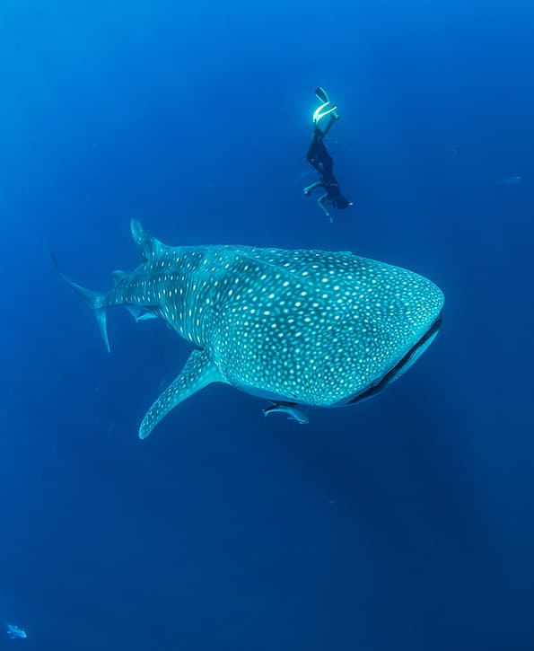 Research | Madagascar Whale Shark Project — Madagascar Whale Shark Project